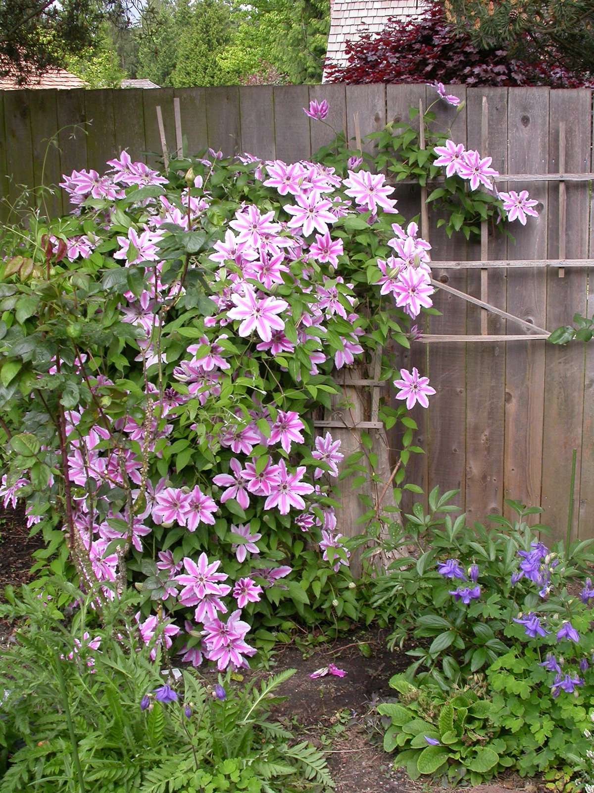 Clematis 'Nelly Moser'
